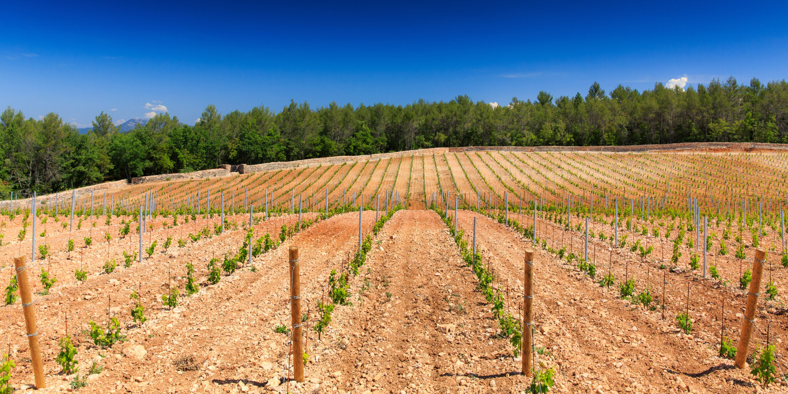 Nouvelle plantation